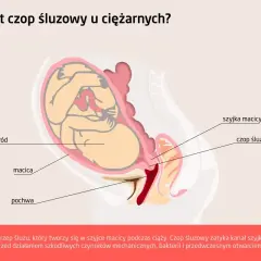 Ilustracja przedstawia przekrój przez ciążową macicę z płodem. Widoczny jest czop śluzowy zamykający szyjkę macicy, chroniący płód.