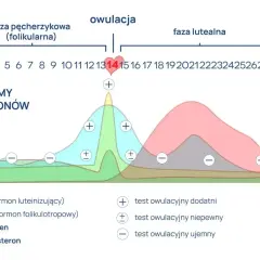 Wykres pokazuje poziomy hormonów w cyklu menstruacyjnym. Progesteron jest najwyższy w fazie lutealnej, co jest normą.