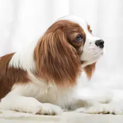Uroczy piesek rasy Cavalier King Charles Spaniel, idealny pies dla dzieci, leży na jasnym tle, patrząc w górę z nadzieją.
