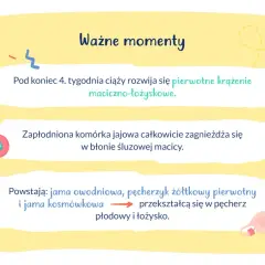 Ważne etapy ciąży: rozwój krążenia maciczno-łożyskowego, implantacja zarodka w macicy, tworzenie pęcherza płodowego i łożyska.