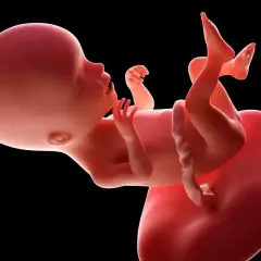 Płód w 17 tygodniu ciąży, z widocznymi rączkami, nóżkami i pępowiną, rozwija się w macicy.