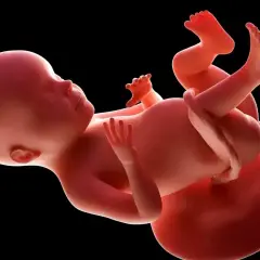 Płód w 28 tygodniu ciąży, z widocznymi dłońmi i stopami, przygotowuje się do przyjścia na świat.