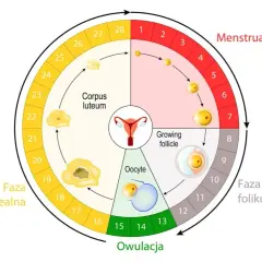 Cykl menstruacyjny: dni płodne po okresie zaczynają się po fazie folikularnej, kulminując w owulacji około 14. dnia.