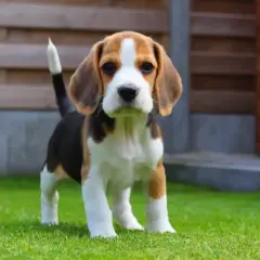 Uroczy szczeniak beagle, idealny towarzysz dla dziecka. Małe rasy najłagodniejsze psy dla dziecka.