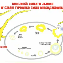 Cykl miesiączkowy: miesiączka, rosnące pęcherzyki jajnikowe (faza folikularna), dojrzewanie komórki jajowej, owulacja, zanik ciałka żółtego.