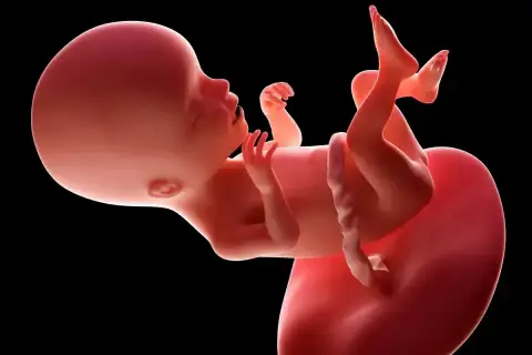 Płód w 17 tygodniu ciąży, z widocznymi rączkami, nóżkami i pępowiną, rozwija się w macicy.