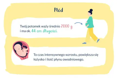 33 tydzień ciąży: płód waży ok. 2000g i ma 44cm. Intensywny wzrost, powiększa się łożysko i płyn owodniowy.