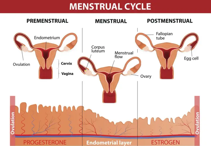 Cykl menstruacyjny: faza lutealna kiedy jajnik tworzy ciałko żółte, przygotowując endometrium.