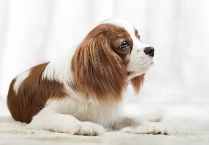 Uroczy piesek rasy Cavalier King Charles Spaniel, idealny pies dla dzieci, leży na jasnym tle, patrząc w górę z nadzieją.
