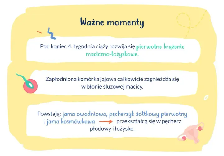 Ważne etapy ciąży: rozwój krążenia maciczno-łożyskowego, implantacja zarodka w macicy, tworzenie pęcherza płodowego i łożyska.
