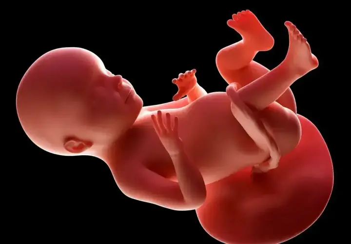 Płód w 28 tygodniu ciąży, z widocznymi dłońmi i stopami, przygotowuje się do przyjścia na świat.