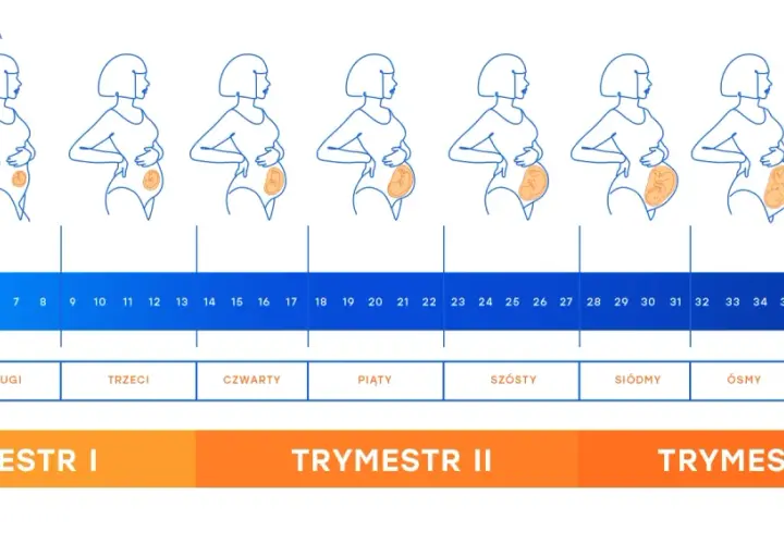 Zmiany sylwetki kobiety w każdym trymestrze ciąży, od pierwszego do dziewiątego miesiąca.