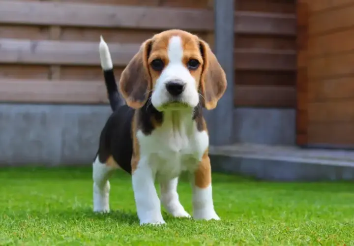 Uroczy szczeniak beagle, idealny towarzysz dla dziecka. Małe rasy najłagodniejsze psy dla dziecka.