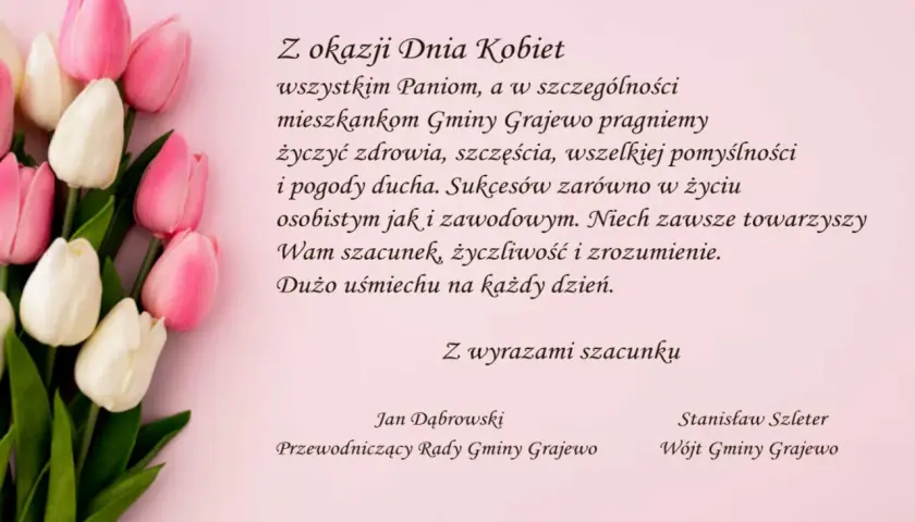 Bukiet różowych i białych tulipanów. Życzenia na Dzień Kobiet od mężczyzn dla mieszkanek Gminy Grajewo.