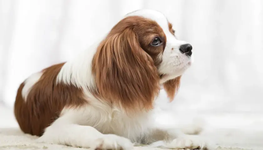 Uroczy piesek rasy Cavalier King Charles Spaniel, idealny pies dla dzieci, leży na jasnym tle, patrząc w górę z nadzieją.