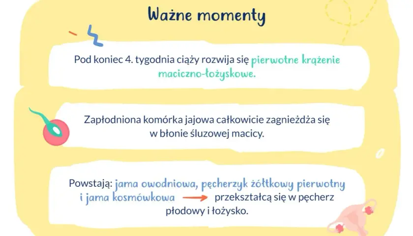 Ważne etapy ciąży: rozwój krążenia maciczno-łożyskowego, implantacja zarodka w macicy, tworzenie pęcherza płodowego i łożyska.
