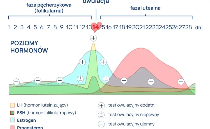 LH w badaniu krwi - jak odczytać wynik i nie pomylić cyklu
