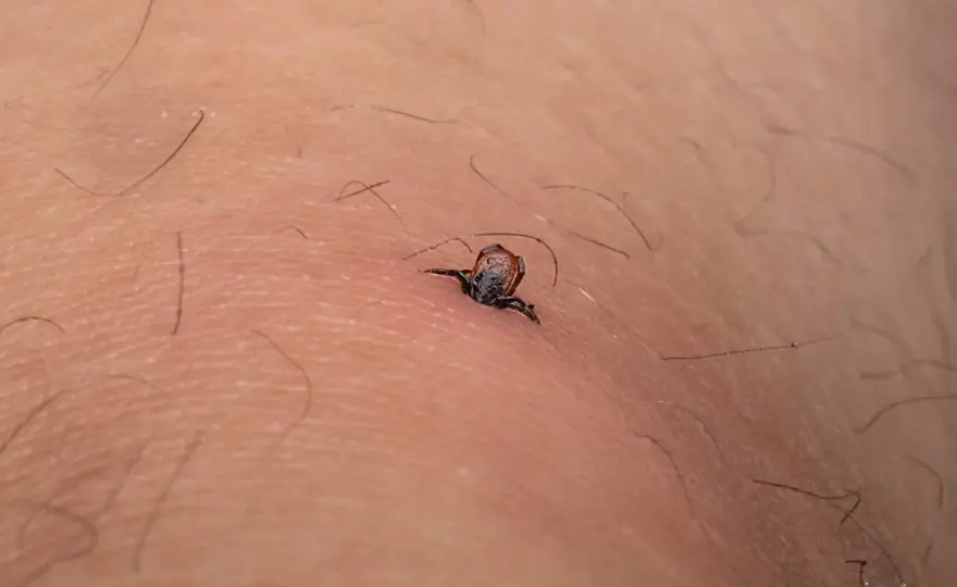 Jak wygląda kleszcz po 24h? - Ryzyko dla dziecka