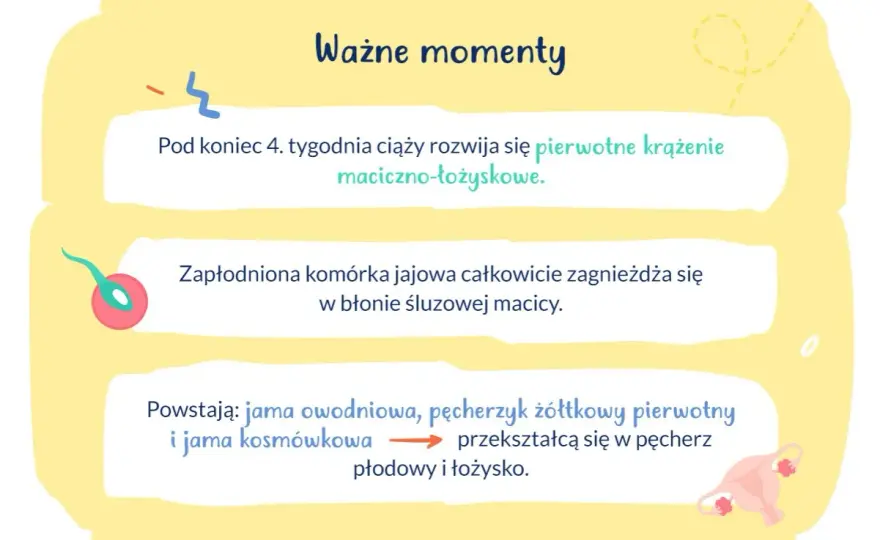 Zagnieżdżenie zarodka - kiedy następuje i co oznacza?