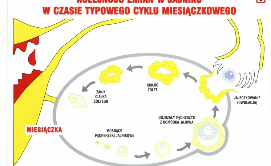 Faza pęcherzykowa - jak ją rozpoznać i co wpływa na długość cyklu?