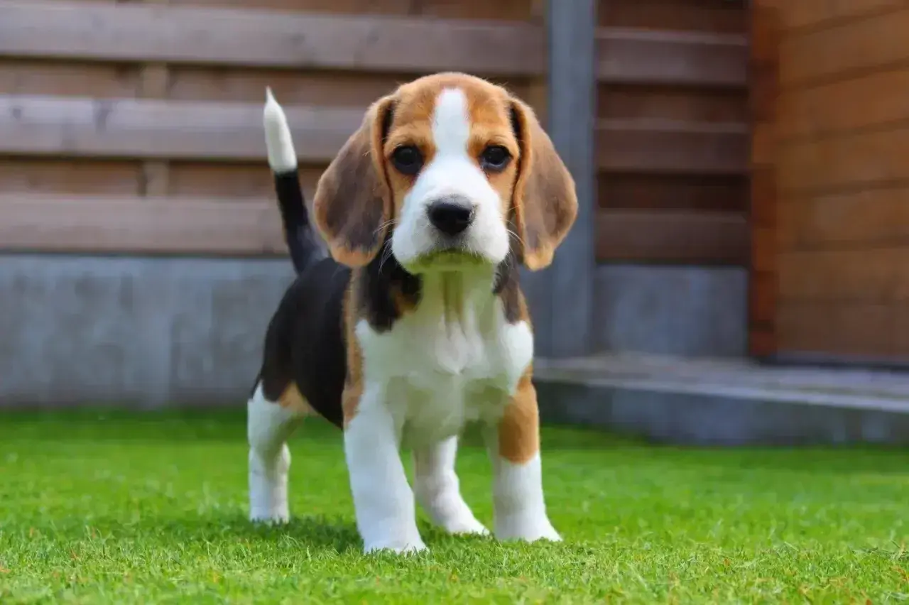 Uroczy szczeniak beagle, idealny towarzysz dla dziecka. Małe rasy najłagodniejsze psy dla dziecka.