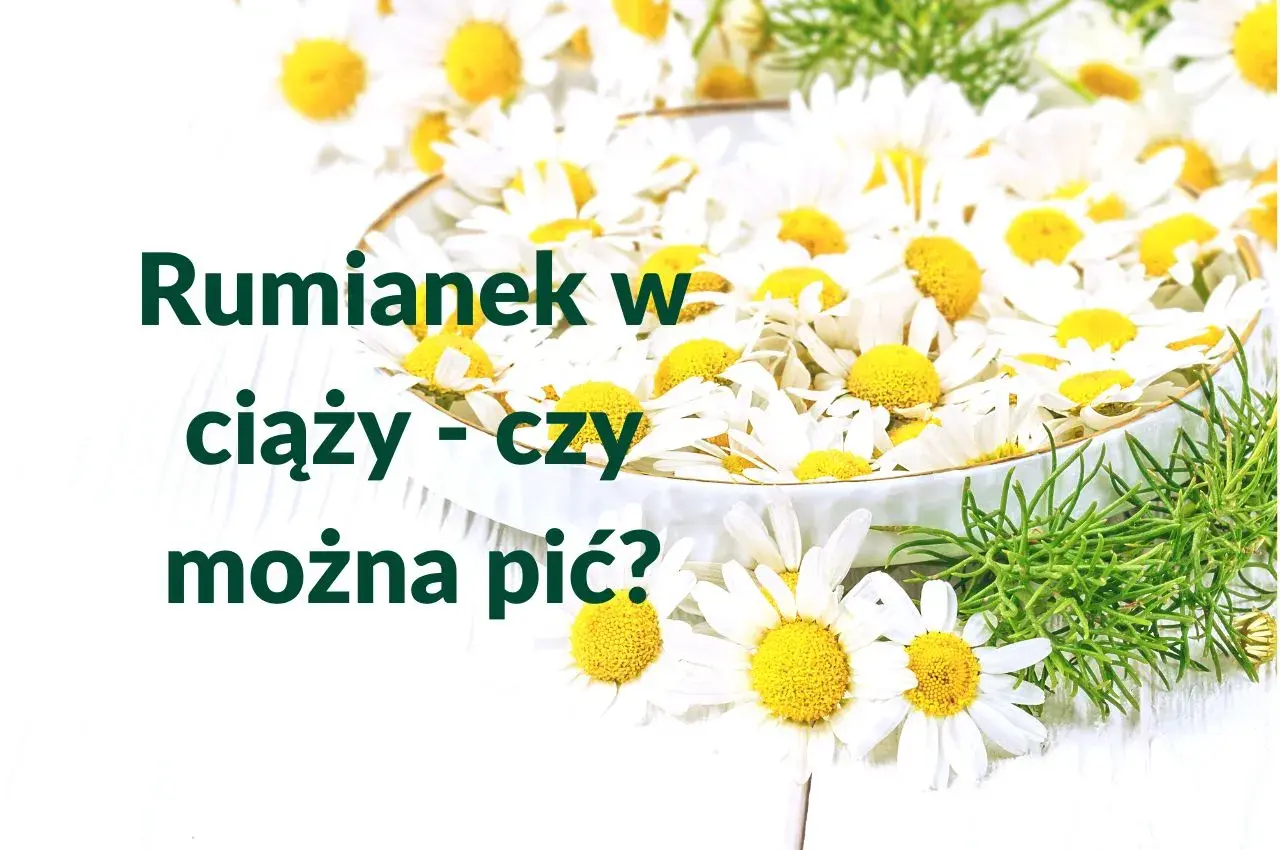 Rumianek w ciąży - czy można pić? Białe kwiaty rumianku w misie, symbol spokoju i natury.