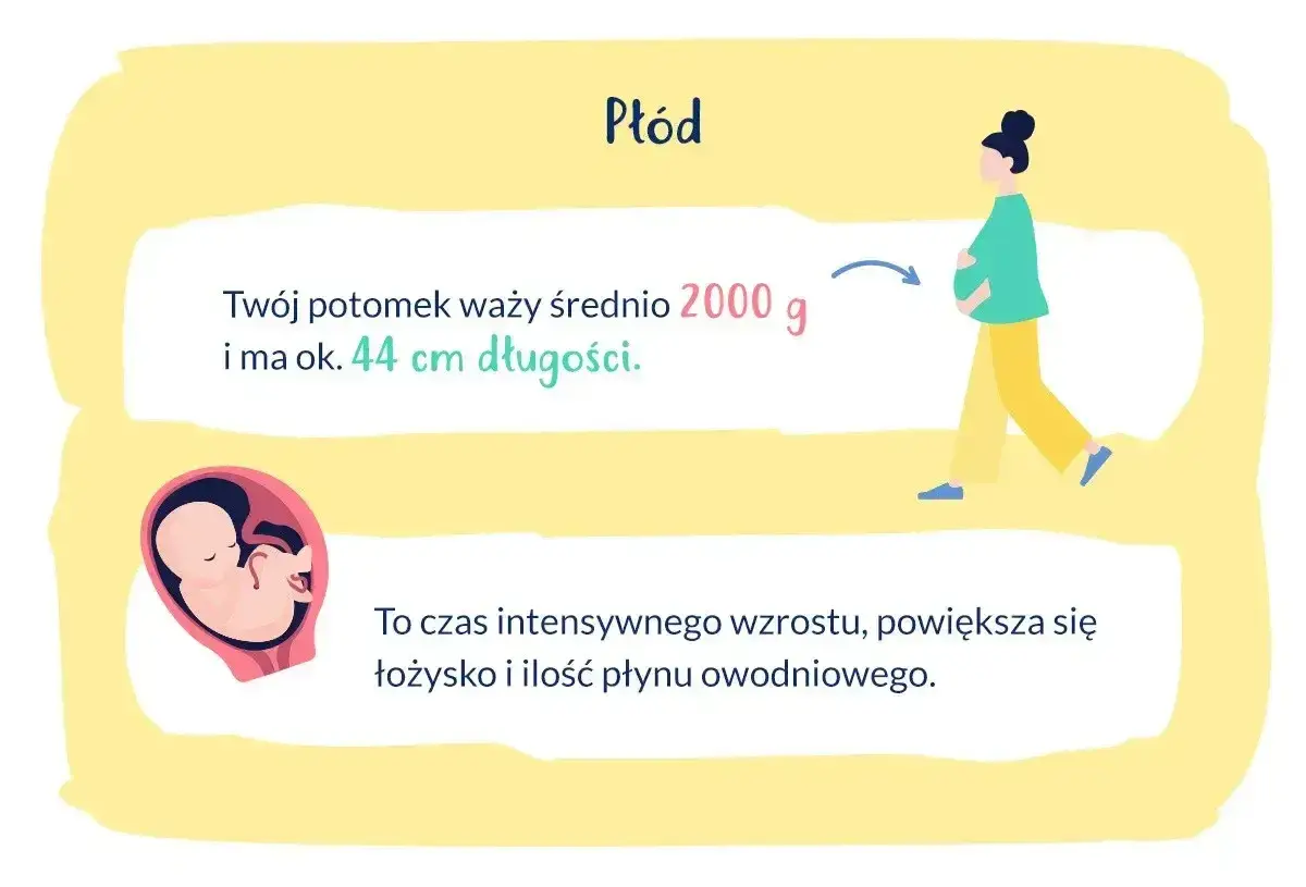 33 tydzień ciąży: płód waży ok. 2000g i ma 44cm. Intensywny wzrost, powiększa się łożysko i płyn owodniowy.