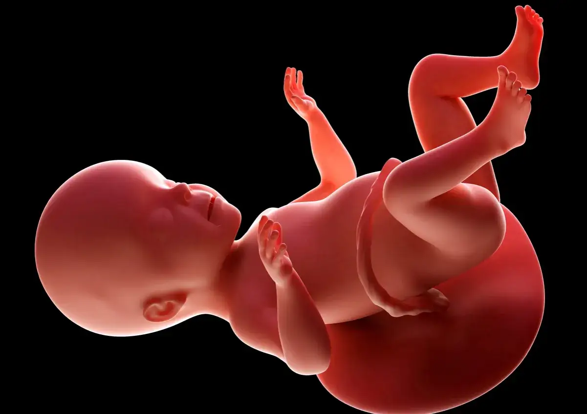 Płód w 26 tygodniu ciąży, z wyciągniętymi rączkami i nóżkami, rozwija się w łonie matki.