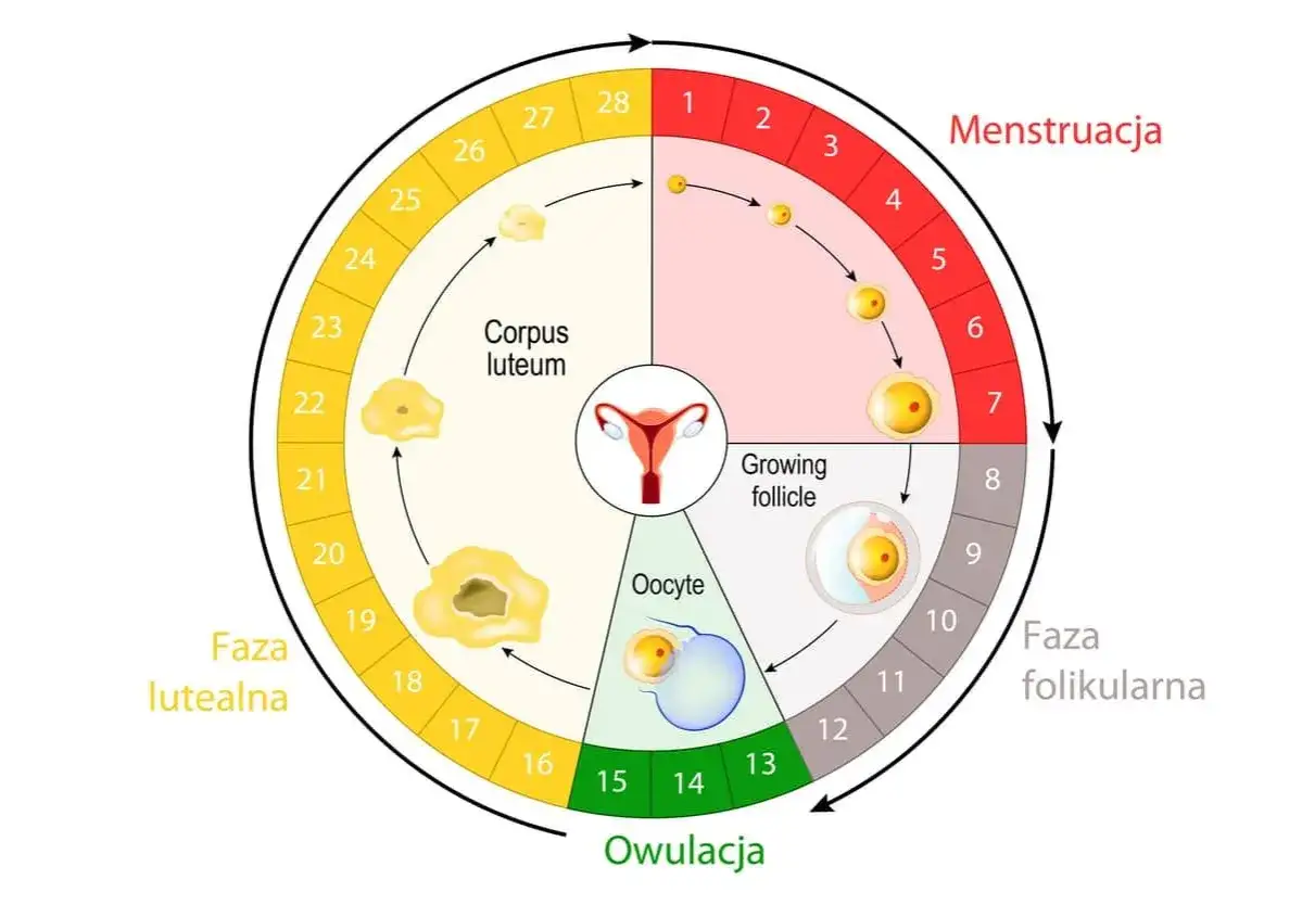 Cykl menstruacyjny: czy podczas okresu można zajść w ciążę? Wykres pokazuje fazy cyklu: menstruację, fazę folikularną, owulację i fazę lutealną.