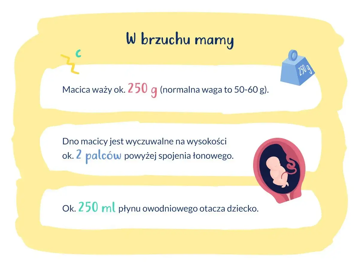 Kiedy czuć ruchy dziecka? Macica waży ok. 250g, dno macicy jest 2 palce nad spojeniem łonowym. Płyn owodniowy ok. 250 ml.