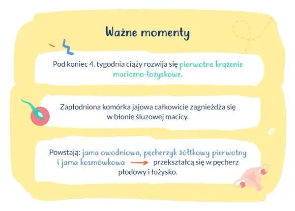 Ważne etapy ciąży: rozwój krążenia maciczno-łożyskowego, implantacja zarodka w macicy, tworzenie pęcherza płodowego i łożyska.