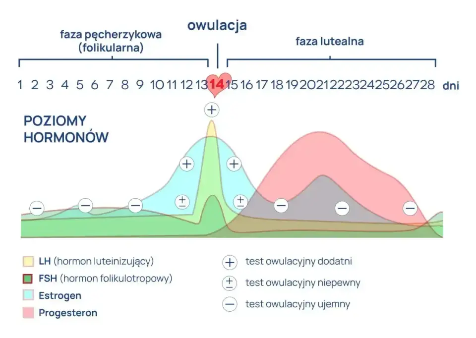 Progesteron w cyklu i ciąży - jak interpretować wynik?